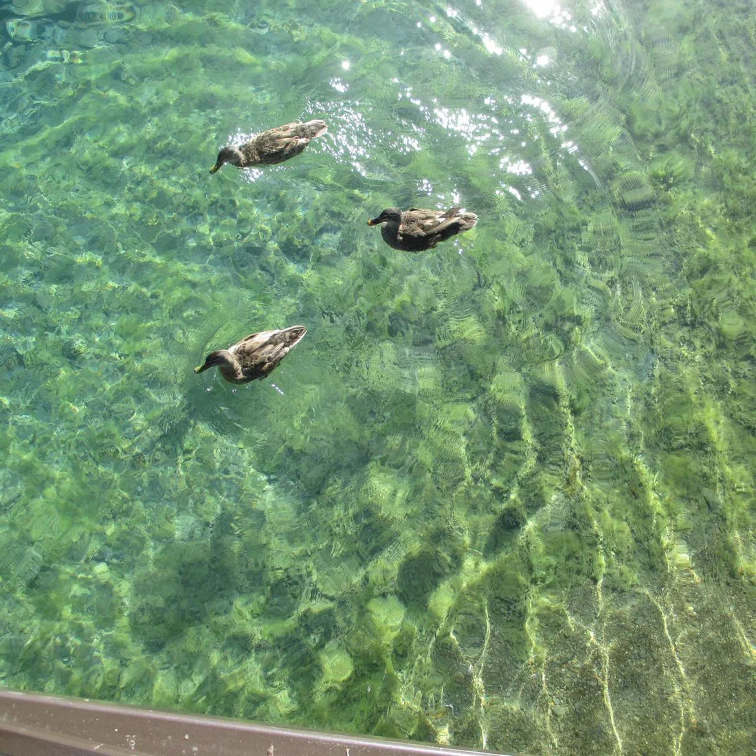 Canon IXUS 135 | 16 megapixel digital camera 📸