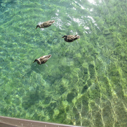 Canon IXUS 135 | 16 megapixel digital camera 📸