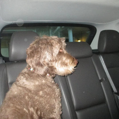 Canon IXUS 135 | 16 megapixel digital camera 📸